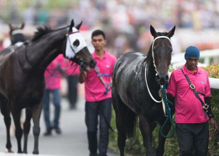 Kranji horses
